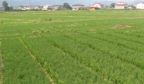 湖南慈利县种子管理局积极开展水稻制种基地监管工作