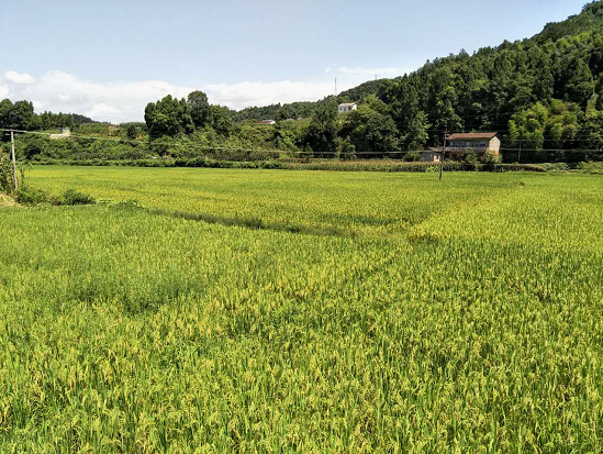 湖南慈利县开展早稻生产评比验收