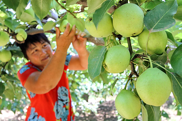河北邯郸:扶贫产业园助农“摘穷帽”