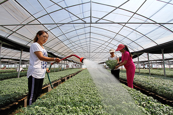 河北邯郸:扶贫产业园助农“摘穷帽”