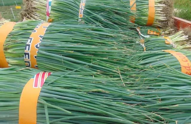 广东肇庆市:转变农业发展方式促农增收