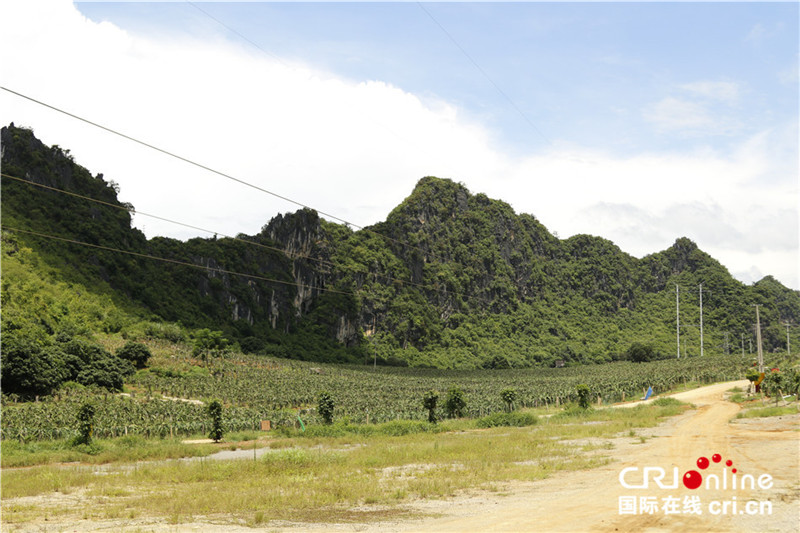 现代特色农业为广西崇左市江州区农民开辟致富路