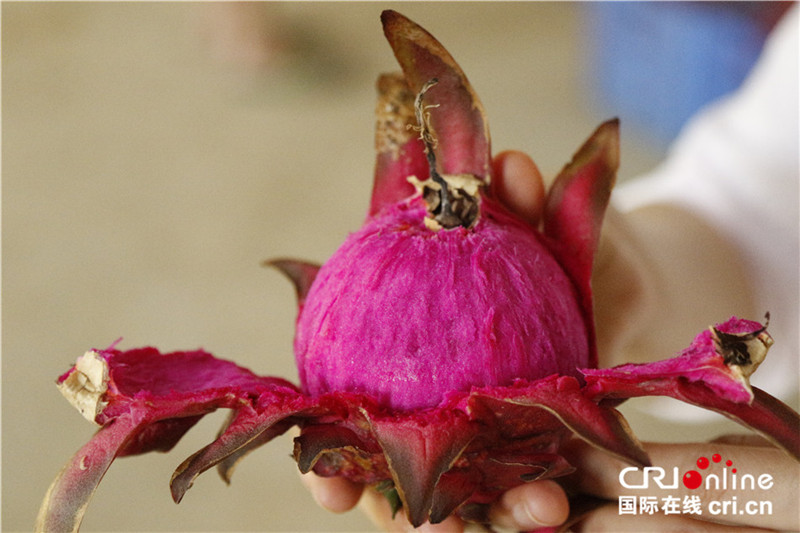 现代特色农业为广西崇左市江州区农民开辟致富路
