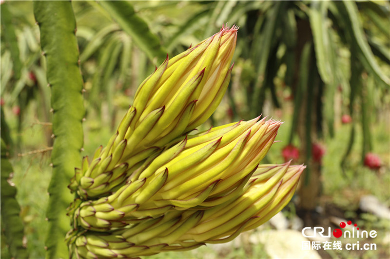 现代特色农业为广西崇左市江州区农民开辟致富路
