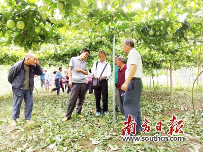 广东珠海帮扶信宜瞄准特色产业发力 为农民增收