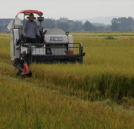 1.jpg 湖南安仁县“双抢”如火如荼进行时