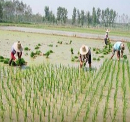 2.jpg 湖南安仁县“双抢”如火如荼进行时