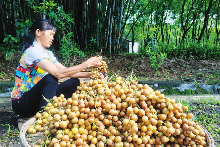 海南儋州黄皮成为富民产业