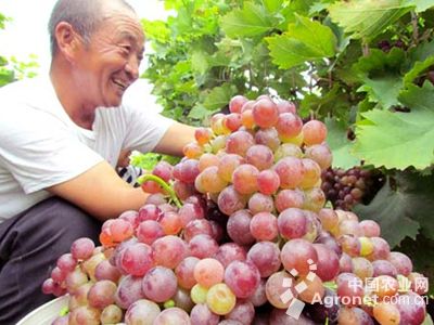 浙江萧山葡萄大上市 果农甜蜜蜜