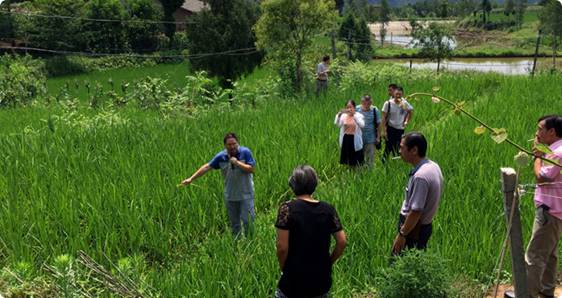 四川苍溪县农业局送技术到田间