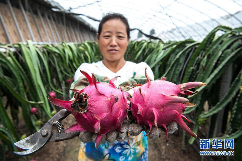 河北元氏:火龙果丰收助农增收