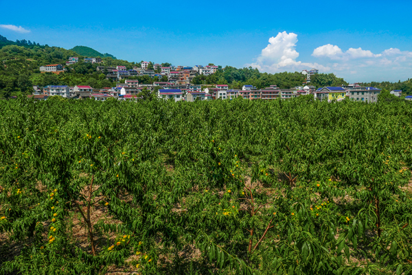 ϣϪϪͩľԭҵʾ԰50Ķϲ˶