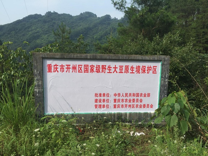 重庆:开州区加强野生大豆保护区管护