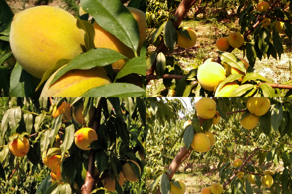 ϣϪϪͩľԭҵʾ԰50Ķϲ˶