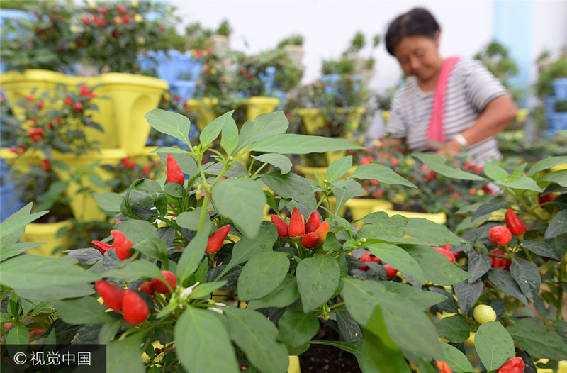 河北鸡泽县:科技创新成精准脱贫“助推器”