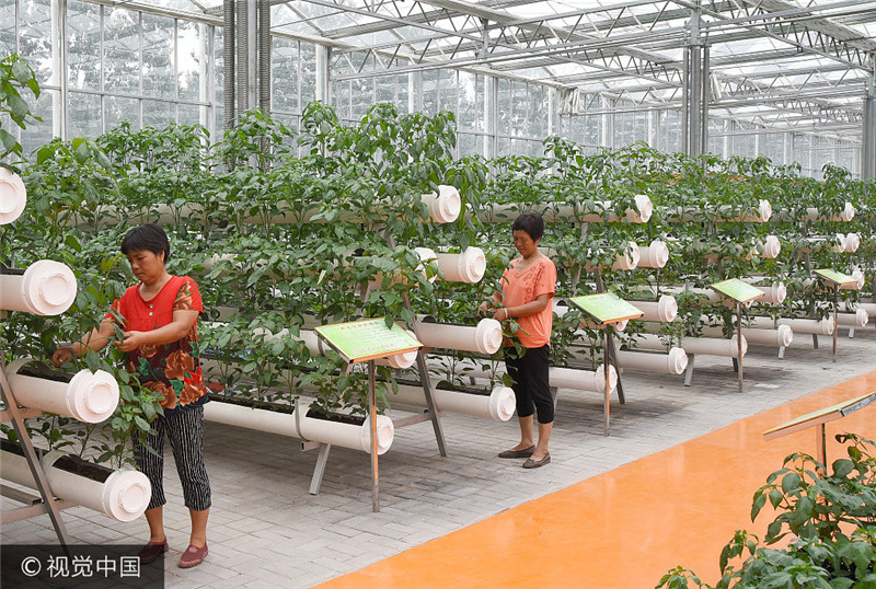 河北鸡泽县:科技创新成精准脱贫“助推器”