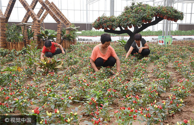 河北鸡泽县:科技创新成精准脱贫“助推器”