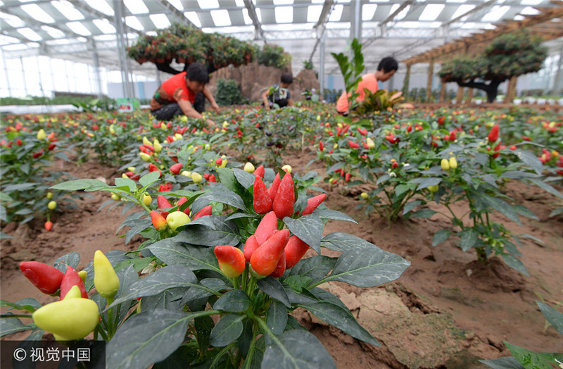 河北鸡泽县:科技创新成精准脱贫“助推器”