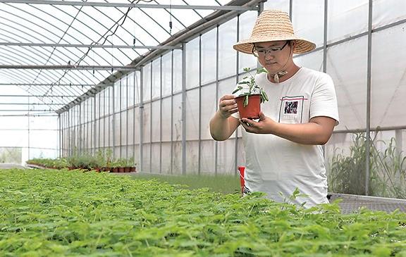 ϼԴʵʩ+ִũҵ ũҵɫҵ