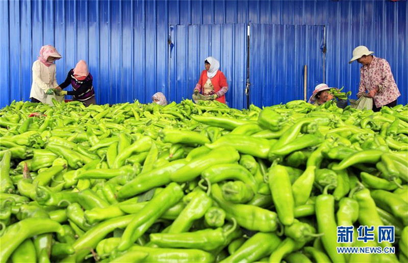 ¡£벢ٷչ߲˲ҵ ƶ