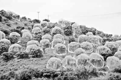 浙江开展“一品一策”行动,全链条管控杨梅质量安全