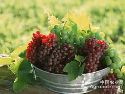 江苏昆山巴城地产葡萄上市