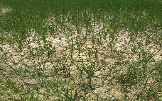 湖南鼎城区农业局积极指导抗旱保苗