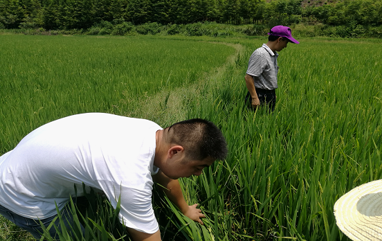 湖南鼎城区农业局积极指导抗旱保苗