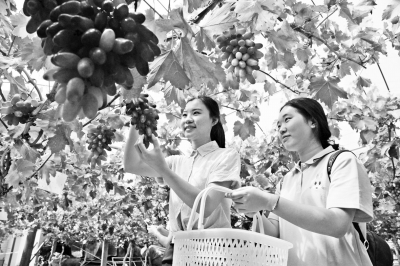 四川纳溪:有机葡萄带动百余户村民致富