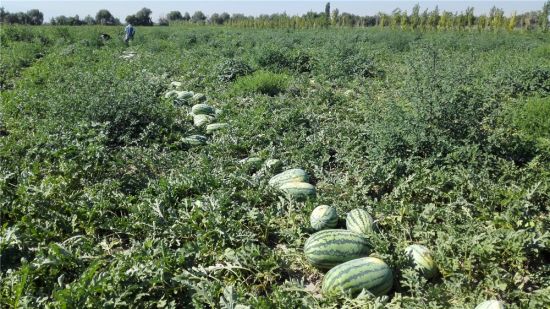 ɽʡܹԮ½ŵʮʦŵлϳ