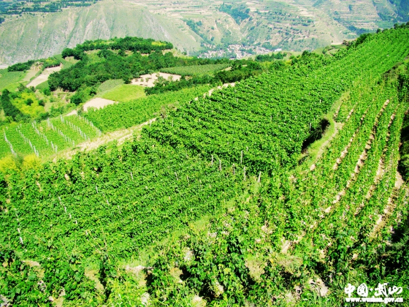 ɽũҵĸ ٽ߲˲ҵЧչ