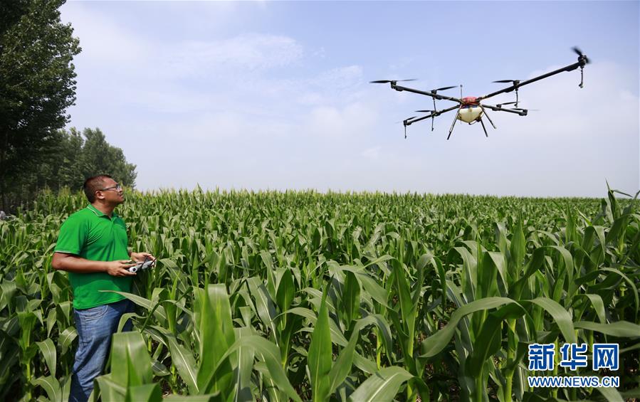 1.jpg 河北:植保无人机助力夏管作业
