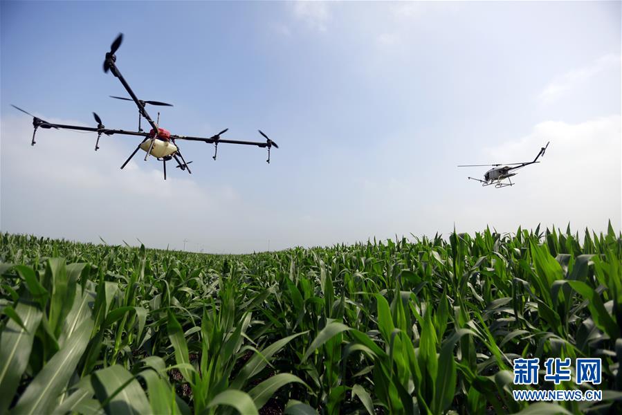 2.jpg 河北:植保无人机助力夏管作业