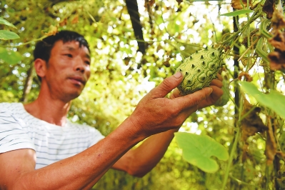 福建果农陈农柳的期待