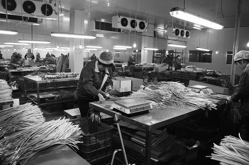 山东德州打造京津冀“放心农场”