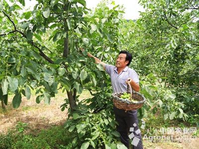 甘肃天水水泉村核桃丰收