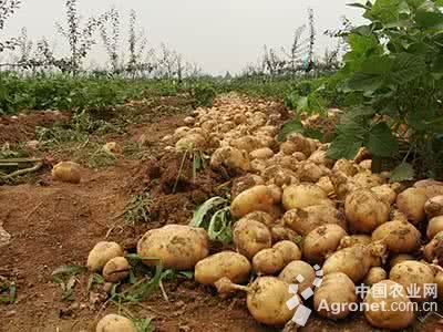 黑龙江省青冈县马铃薯绽放“致富花”