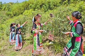 云南芒市中山乡 傈僳群众种上“甜蜜果”