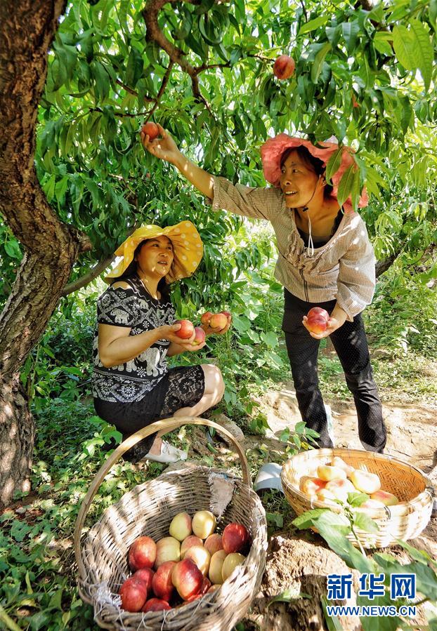 ԰ֲ߲רҵũڲժвҩƼ