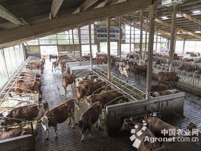 广西:百色德保水产畜牧业稳步增长