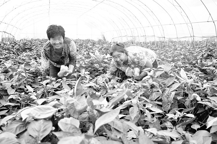 ɽشչɫũҵҵ ũֲͨɫ߲ƶ¸