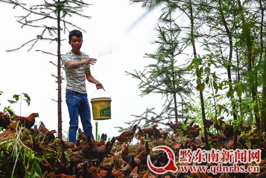 贵州丹寨:生态养鸡助脱贫 产业致富有奔头