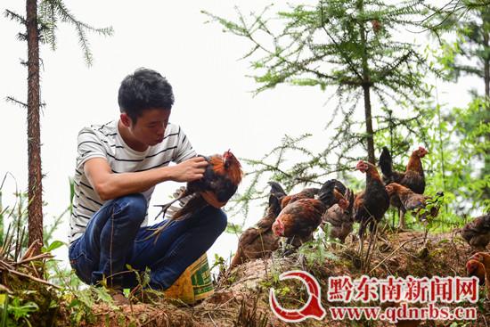 贵州丹寨:生态养鸡助脱贫 产业致富有奔头