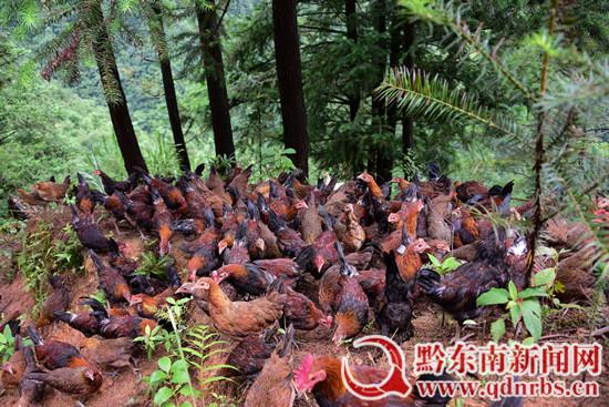 贵州丹寨:生态养鸡助脱贫 产业致富有奔头