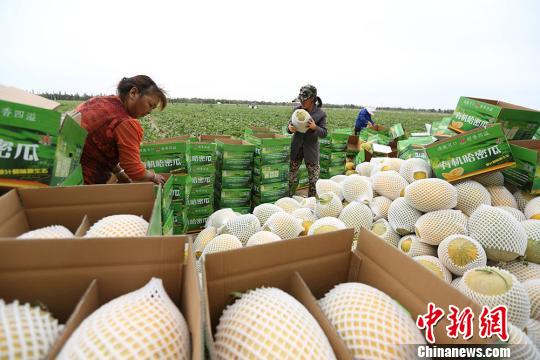 ½ŵʮʦ5000Ķܹϳ콫۸߷