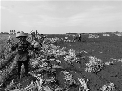 广东徐闻种植户“抱团”打造菠萝种植基地