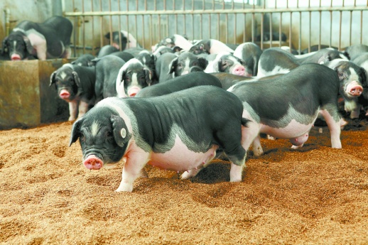 湖南宁乡花猪:绝处逢生成“新贵”