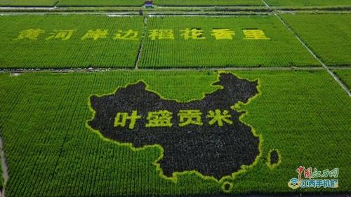 有种富硒大米叫“叶盛贡米” 来自宁夏青铜峡