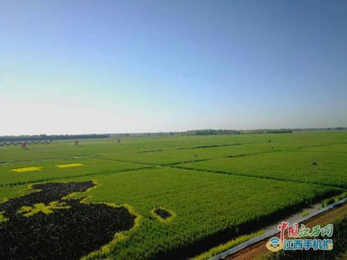 有种富硒大米叫“叶盛贡米” 来自宁夏青铜峡