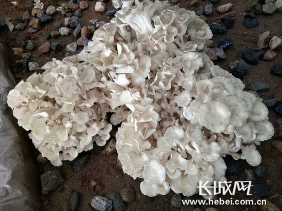 河北灵寿县陈庄镇发展栗蘑产业走出致富路 开出幸福花